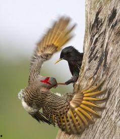 八哥最新爆料新闻视频,最新爆料新闻视频深度解析  第3张