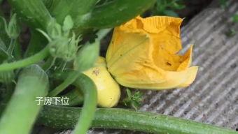 福山网红吃瓜群微信号,揭秘娱乐圈幕后故事  第3张